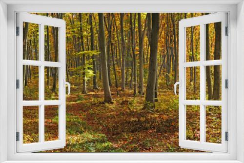 Fototapeta Naklejka Na Ścianę Okno 3D - Forest road, beautiful autumn background