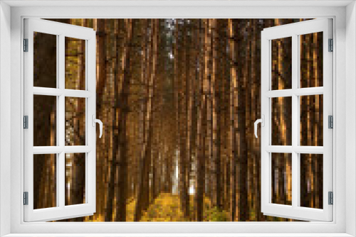 Fototapeta Naklejka Na Ścianę Okno 3D - Beautiful Golden sunset in a pine forest
