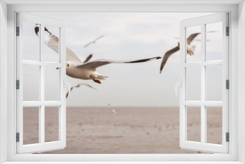 Fototapeta Naklejka Na Ścianę Okno 3D - Seagulls flying over the sea and are swimming in the water