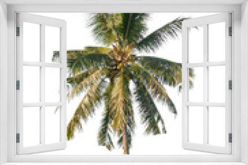 Fototapeta Naklejka Na Ścianę Okno 3D - Coconut palm tree on white isolated