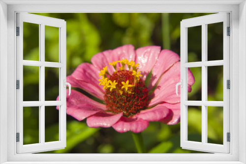 Fototapeta Naklejka Na Ścianę Okno 3D - Pink flower zinnia