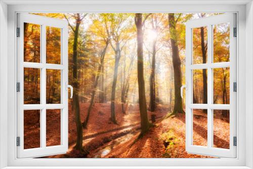 Fototapeta Naklejka Na Ścianę Okno 3D - Sunlight shining through the trees in a forest on a sunny  Autumn day.