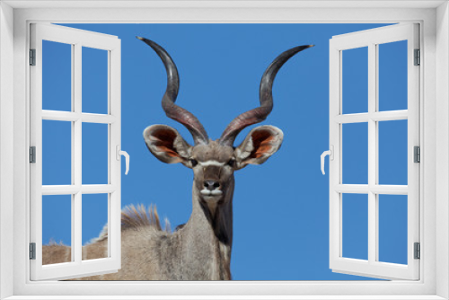 Fototapeta Naklejka Na Ścianę Okno 3D - Kudu im Kgalagadi Transfrontier Park