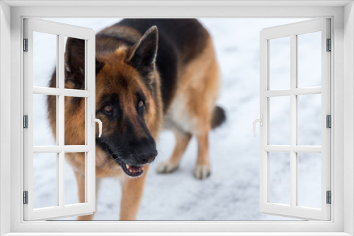 Fototapeta Naklejka Na Ścianę Okno 3D - A German Shepherd waits eagerly
