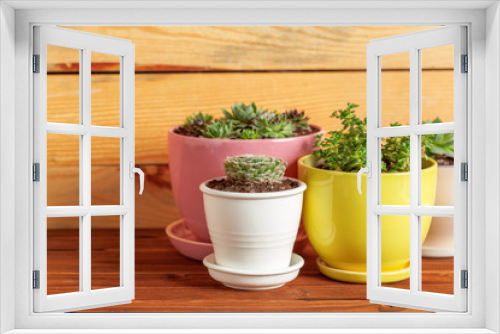 Fototapeta Naklejka Na Ścianę Okno 3D - Succulent plants grouped on table