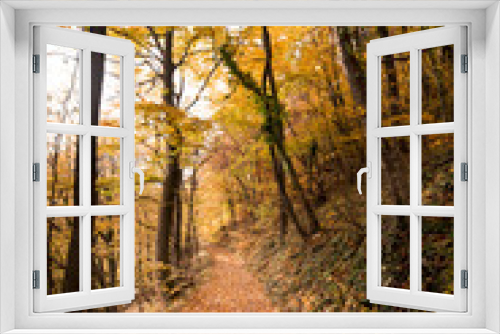 Fototapeta Naklejka Na Ścianę Okno 3D - Beautiful nature forest trees hiking in autumn