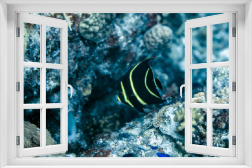 Fototapeta Naklejka Na Ścianę Okno 3D - Angel Fish underwater in Bonaire SCUBA diving