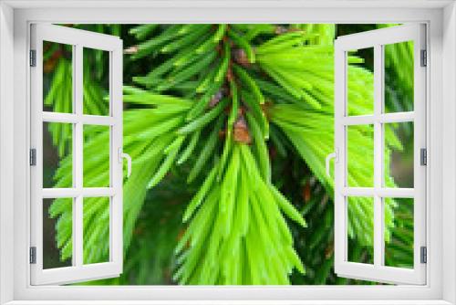 Fototapeta Naklejka Na Ścianę Okno 3D - Fresh green pine needles