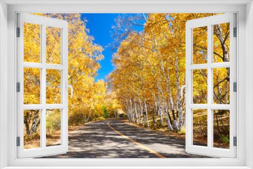 Fototapeta Naklejka Na Ścianę Okno 3D - The golden color white birch scenic