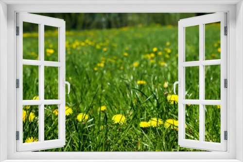 Fototapeta Naklejka Na Ścianę Okno 3D - Yellow dandelions on a green lawn, green field
