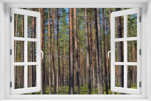 Fototapeta Naklejka Na Ścianę Okno 3D - Pine forest in summer