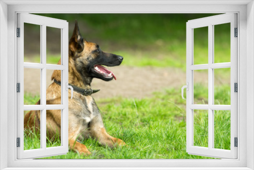 Fototapeta Naklejka Na Ścianę Okno 3D - Wachhund Malinois auf dem Hof