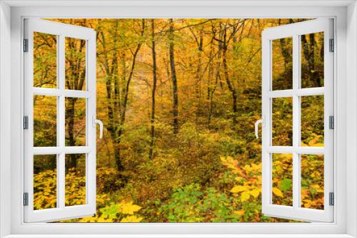 Fototapeta Naklejka Na Ścianę Okno 3D - Scenic landscape of forest in fall