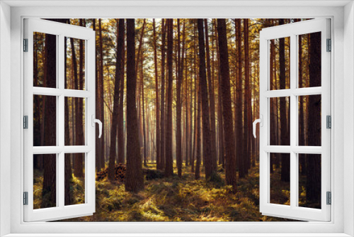 Fototapeta Naklejka Na Ścianę Okno 3D - brzewa
