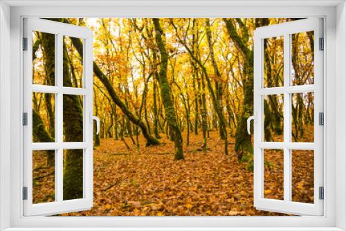 Fototapeta Naklejka Na Ścianę Okno 3D - forest in autumn colors woods trunks of oak tree for background
