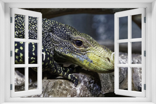 Fototapeta Naklejka Na Ścianę Okno 3D - Reptile