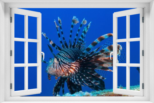 Fototapeta Naklejka Na Ścianę Okno 3D - Feuerfisch