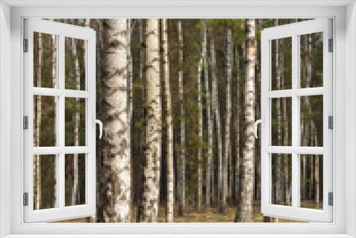 Fototapeta Naklejka Na Ścianę Okno 3D - Spring in the birch forest