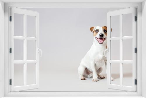 Fototapeta Naklejka Na Ścianę Okno 3D - Smiling dog at studio
