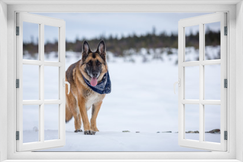 Fototapeta Naklejka Na Ścianę Okno 3D - German Shepherd Dog standing on frozen lake with forest in background