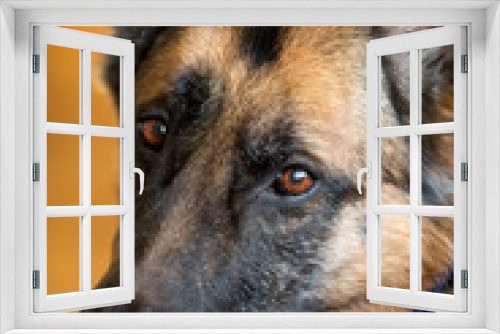 Fototapeta Naklejka Na Ścianę Okno 3D - German Shepherd dog looking at camera