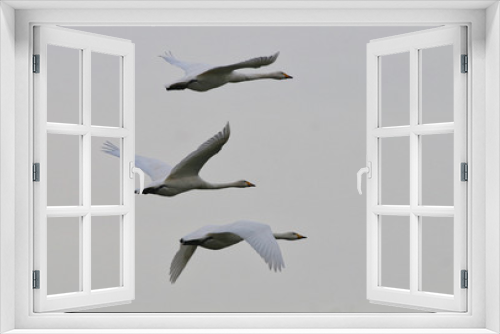 Fototapeta Naklejka Na Ścianę Okno 3D - Hooper Swans in flight