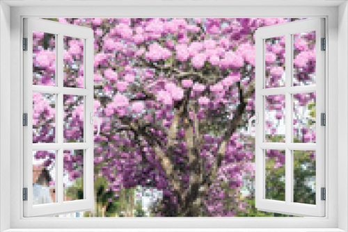 Fototapeta Naklejka Na Ścianę Okno 3D - O ipê-rosa (Handroanthus impetiginosus) é uma árvore brasileira, que floresce abundantemente de Junho a Agosto, e prefere climas mais quentes.