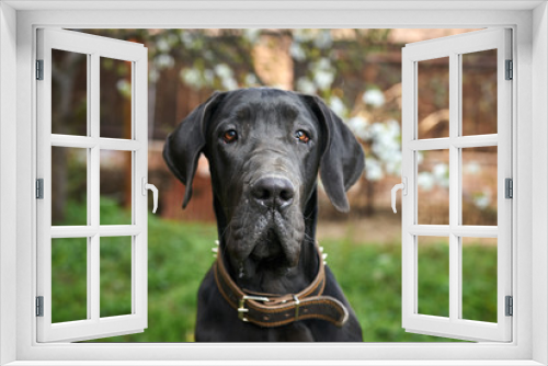 Fototapeta Naklejka Na Ścianę Okno 3D - Dog, back yard, garden, summer, animal, domestic pet