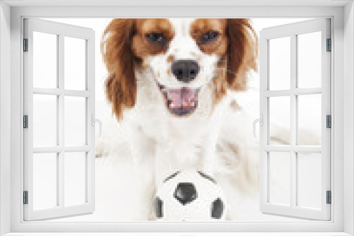 Fototapeta Naklejka Na Ścianę Okno 3D - Dog with toy ball. Cavalier king charles spaniel dog puppy with toy soccer ball soft little football on white studio background. Cute puppy photo for every conceptBeautiful friendly cavalier king