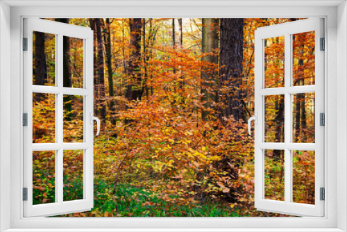Fototapeta Naklejka Na Ścianę Okno 3D - Laubwald im Herbst