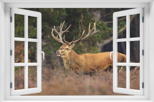 Fototapeta Naklejka Na Ścianę Okno 3D - Red deer stag Cervus elaphus rutting in a forest during Autumn season