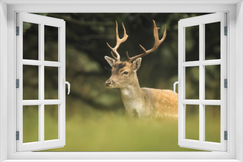 Fototapeta Naklejka Na Ścianę Okno 3D - Young fallow deer buck, Dama Dama, walking in a dark forest