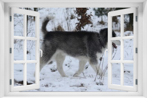 Fototapeta Naklejka Na Ścianę Okno 3D - Husky geht im schneebedeckten Park spazieren