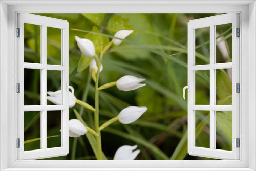 Fototapeta Naklejka Na Ścianę Okno 3D - Narrow leaved Helleborine (Cephalanthera longifolia)