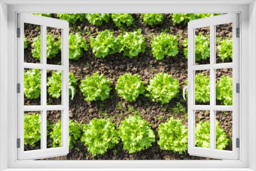 Fototapeta Naklejka Na Ścianę Okno 3D - culture of organic salad in greenhouses