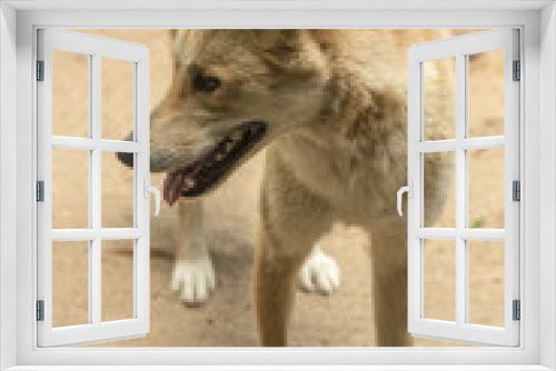 Fototapeta Naklejka Na Ścianę Okno 3D - Large Australian dingo outside