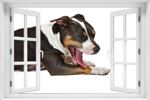 Fototapeta Naklejka Na Ścianę Okno 3D - gapy dog