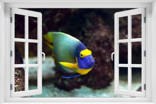 Fototapeta Naklejka Na Ścianę Okno 3D - Pazifikfisch im Korallenriff