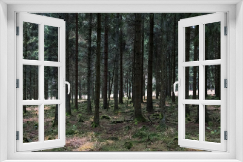 Fototapeta Naklejka Na Ścianę Okno 3D - Pine forest