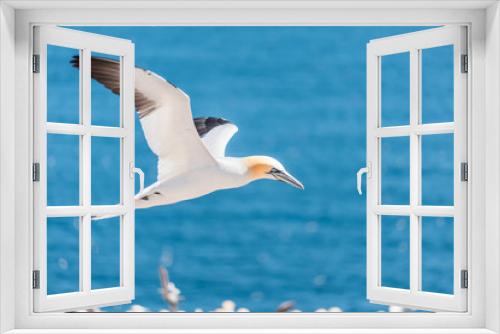 Fototapeta Naklejka Na Ścianę Okno 3D - Closeup of one isolated white Gannet bird searching for partner by blue ocean bay on Bonaventure Island in Perce, Quebec, Canada by Gaspesie, Gaspe region