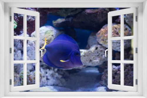 Fototapeta Naklejka Na Ścianę Okno 3D - Purple tang marine fish