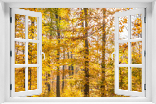 Fototapeta Naklejka Na Ścianę Okno 3D - Colourful autumn forest
