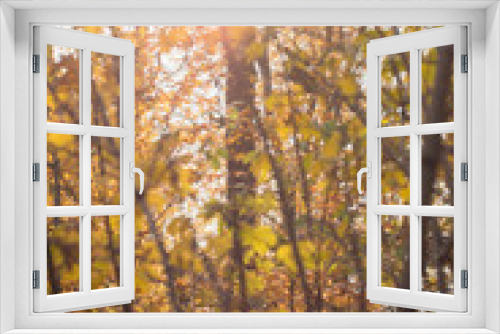 Fototapeta Naklejka Na Ścianę Okno 3D - Rays of light shining through colourful autumn leaves