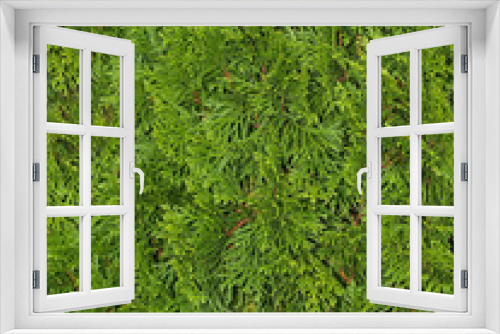Fototapeta Naklejka Na Ścianę Okno 3D - Close-up view of an evergreen cedar bush.