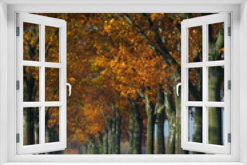 Fototapeta Naklejka Na Ścianę Okno 3D - Allee im Herbst - avenue in fall 13