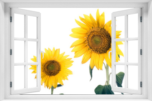 Fototapeta Naklejka Na Ścianę Okno 3D - sunflower