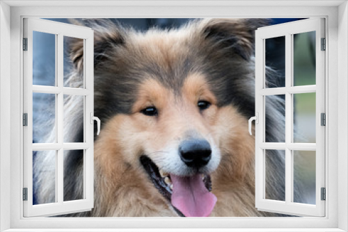 Fototapeta Naklejka Na Ścianę Okno 3D - Portrait Rassehund Colli Tricolor 