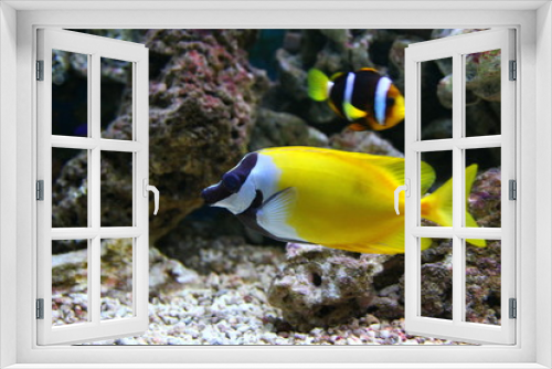 Fototapeta Naklejka Na Ścianę Okno 3D - Аквариумные рыбки