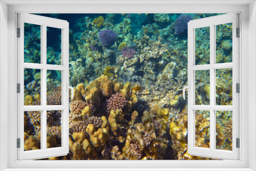 Fototapeta Naklejka Na Ścianę Okno 3D - coral reef