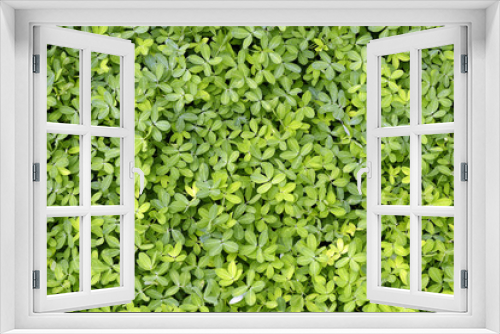 Fototapeta Naklejka Na Ścianę Okno 3D - Close-up of bunch of green leaves